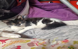 Mixed Breed cats for sale: 2 Beautiful female Kittens for sale. - Image 8