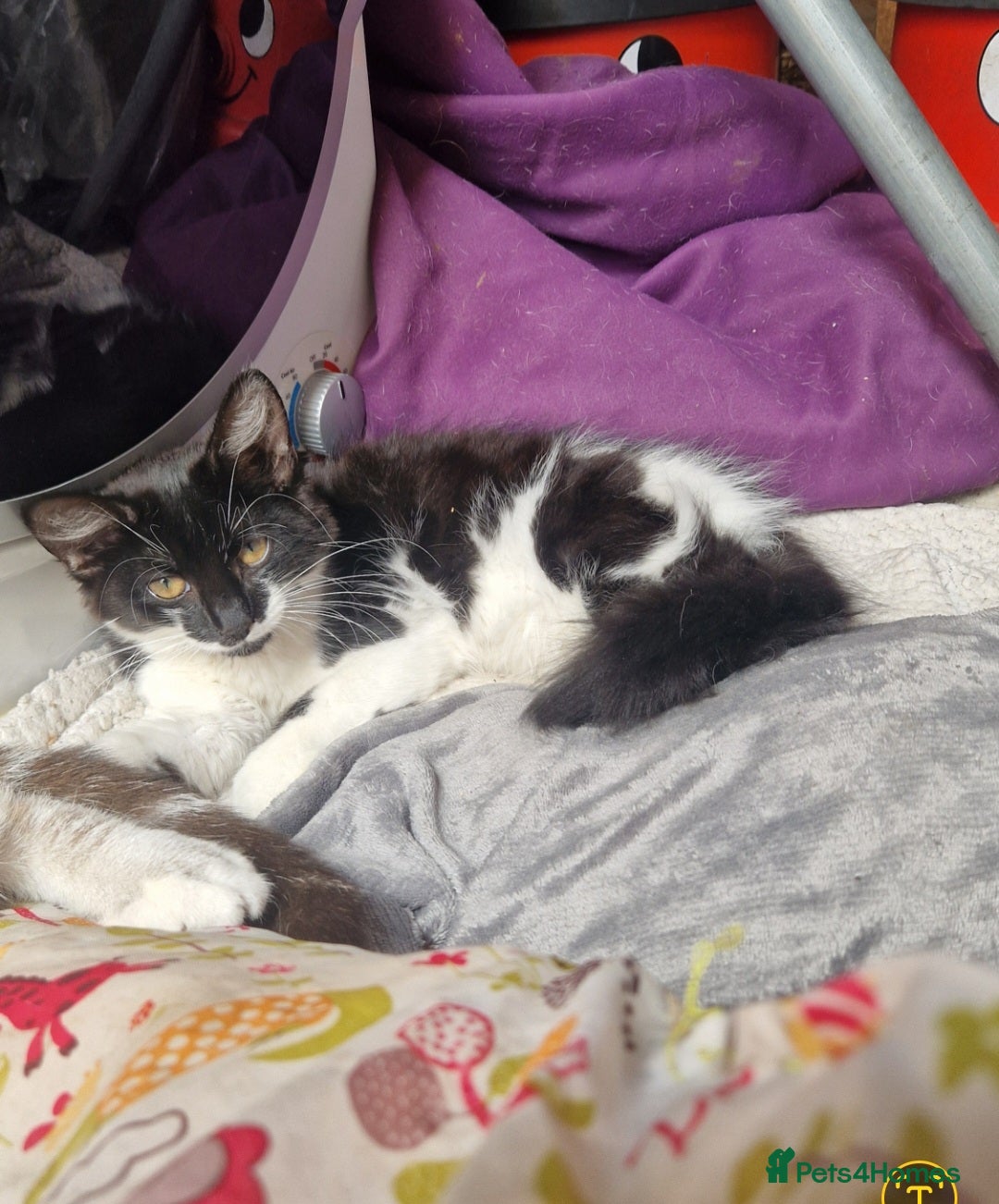 Mixed Breed cats for sale: 2 Beautiful female Kittens for sale. - Image 8