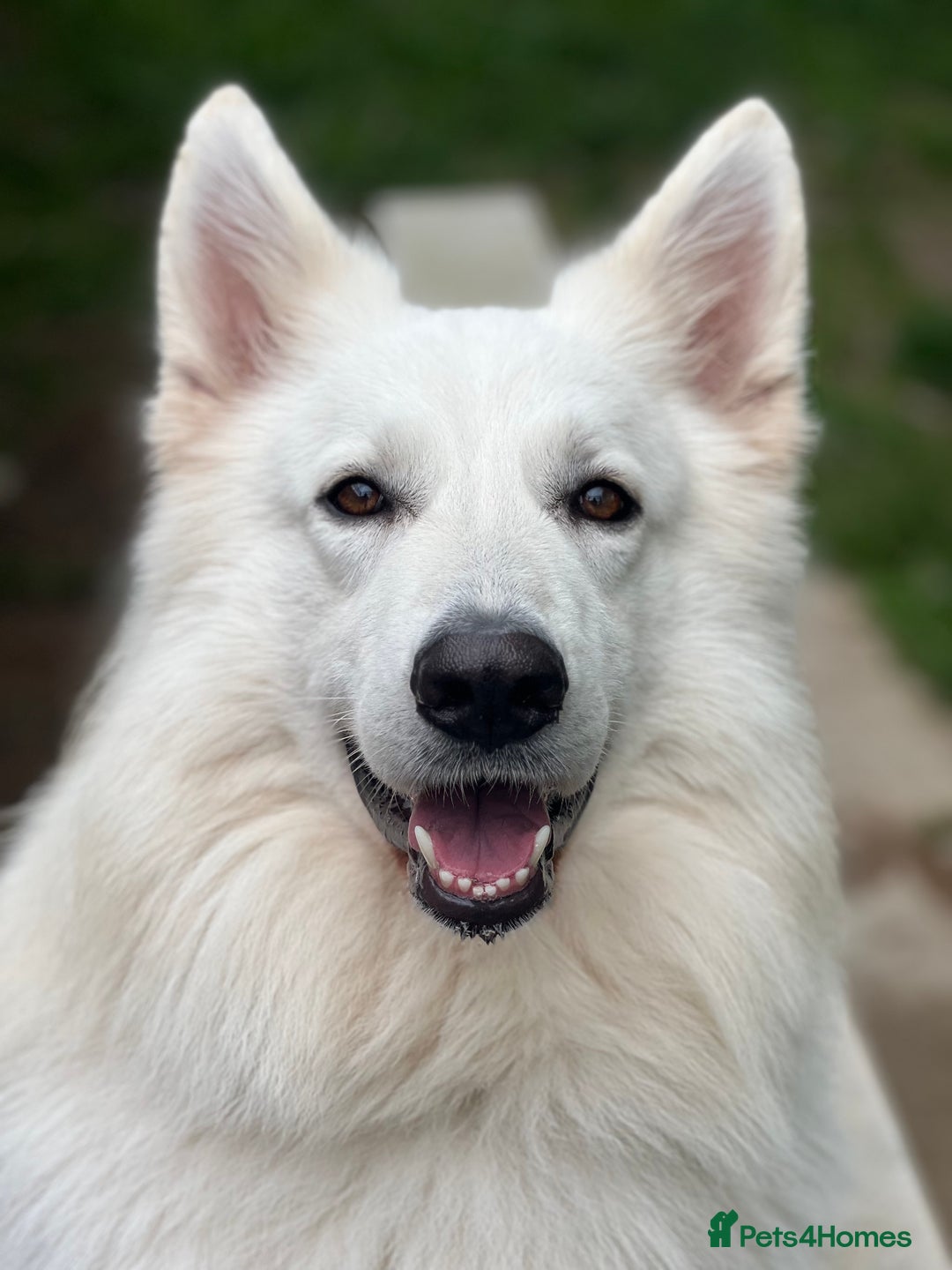Mixed Breed dogs for stud: White Shepherd Male Available for Outcross - Image 2