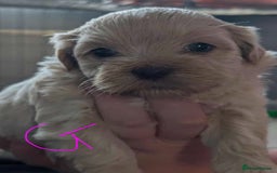 Mixed Breed dogs for sale: Shih Tzu x Labradoodle puppies - Image 14