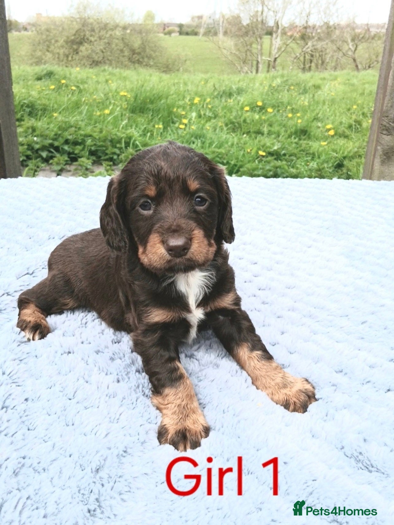 Sprocker dogs 2 stunning cocker cross springer pups  - Advert 7