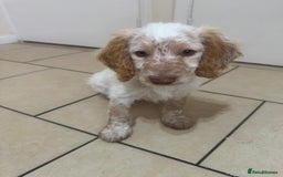 Cockapoo dogs for sale: 5🌟licensed breeder F1 Cockapoo's - Image 3