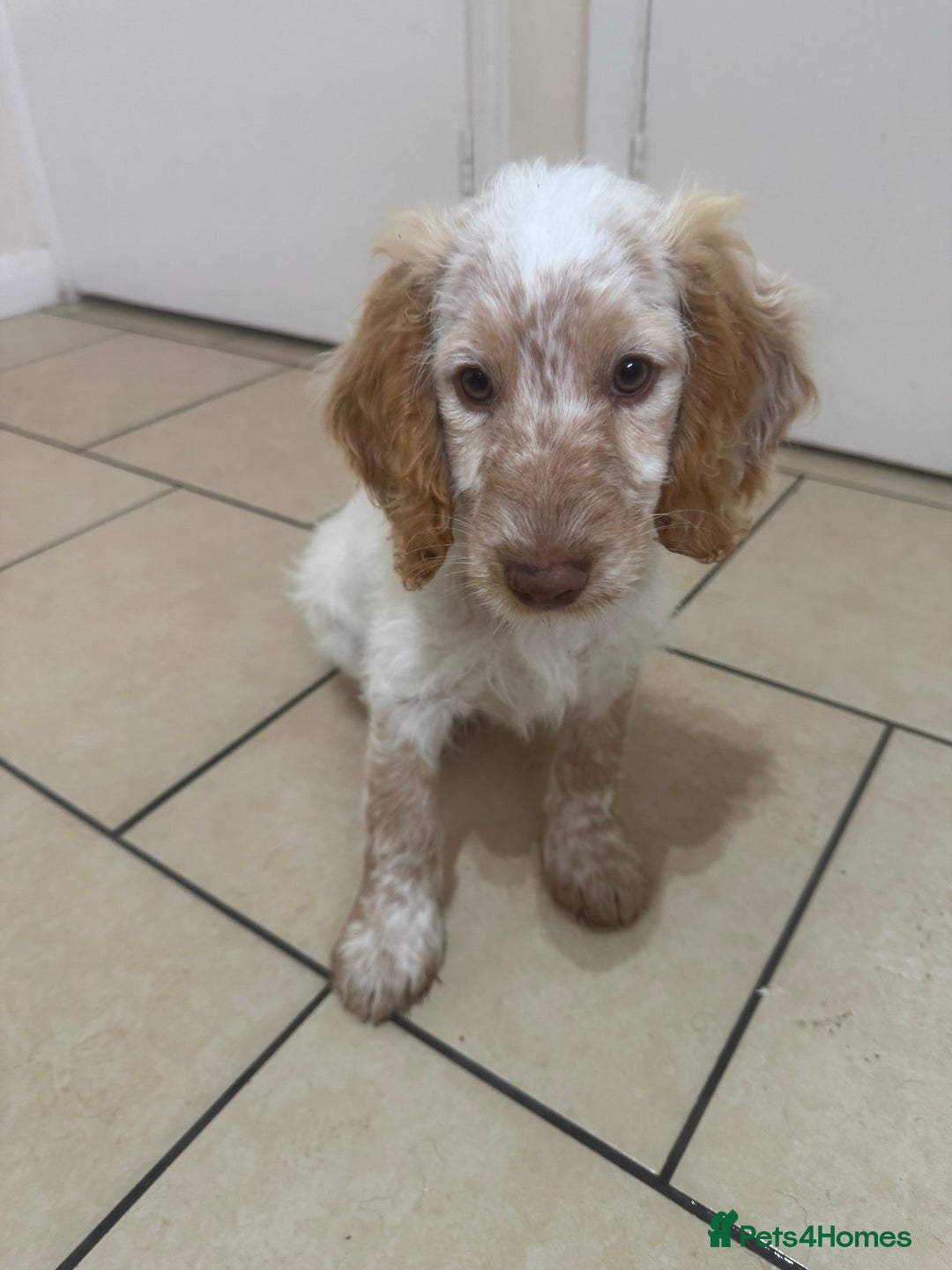 Cockapoo dogs for sale: 5🌟licensed breeder F1 Cockapoo's - Image 3