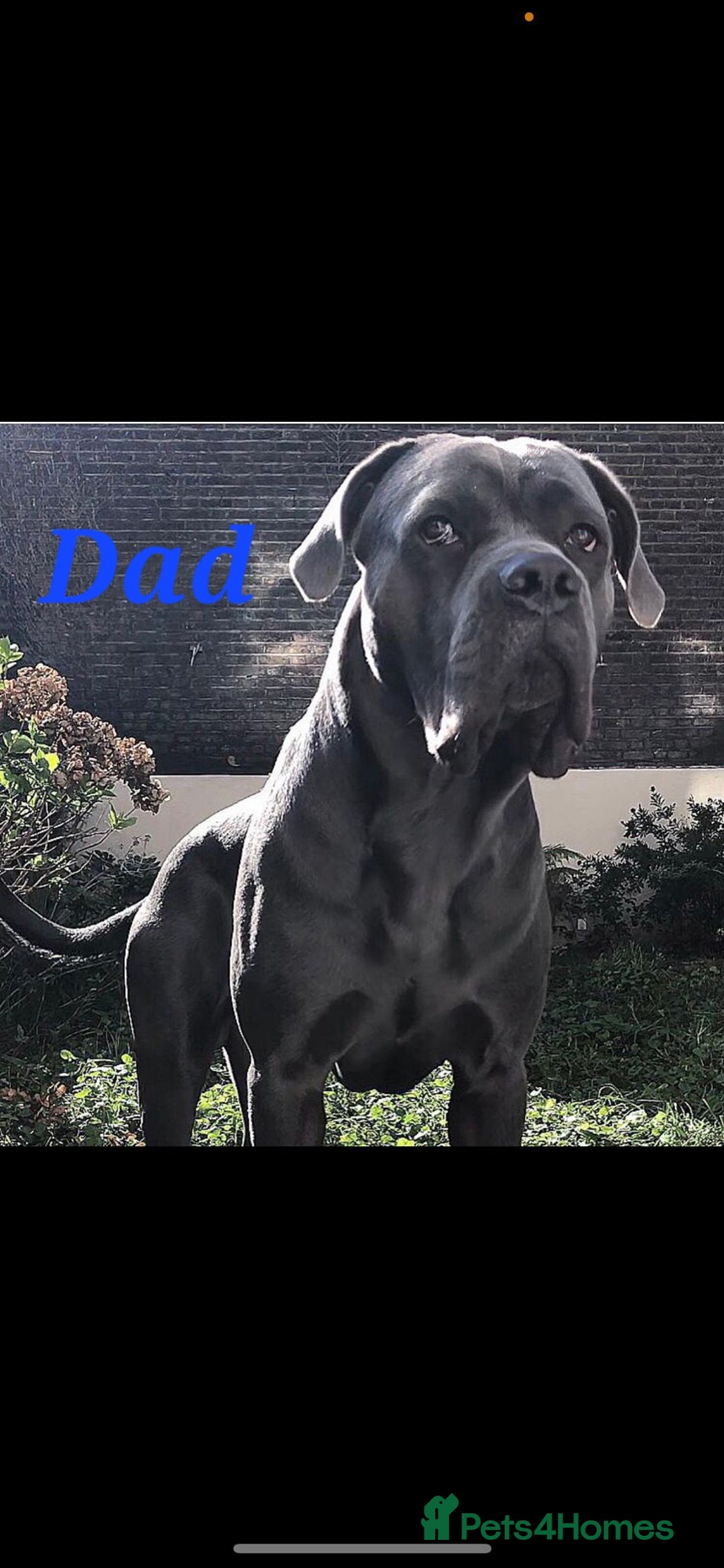 Cane Corso dogs for sale: Stunning 4th Generation Cane Corse Pups  - Advert 4