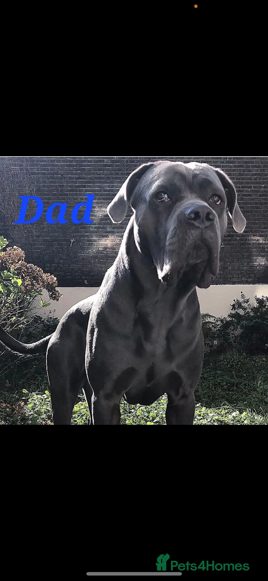 Cane Corso dogs for sale: Stunning 4th Generation Cane Corse Pups  - Advert 4