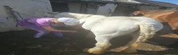Irish Cob horses for sale: super friendly TGCA filly - Advert 10