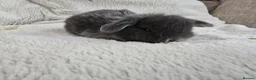 Mini Lop rabbits for sale: Beautiful Lop Bunnies Looking for Homes - Advert 7