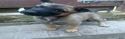 Belgian Shepherd Dog dogs for sale: Beautiful Malinois girl ready to leave - Advert 6