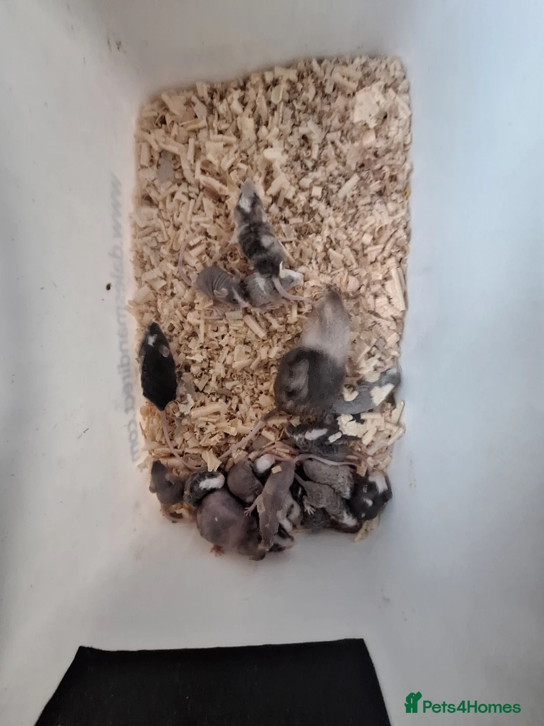 Mouse rodents for sale: Fancy pet mice for sale  - Advert 5
