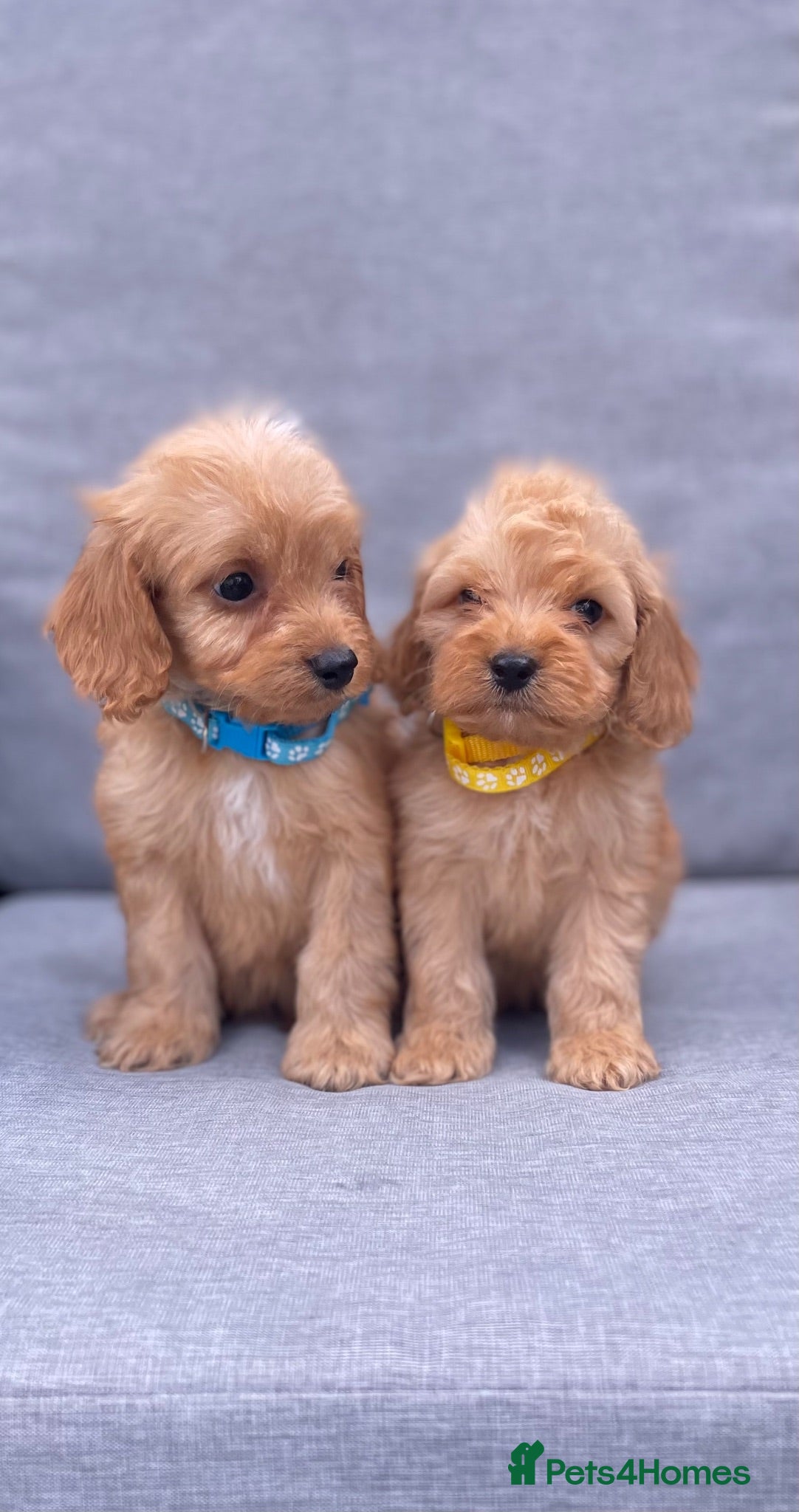Cockapoo dogs Just stunning ready now 9 weeks old  💖💙🐾🏡 - Advert 1