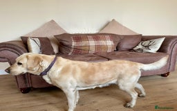 Cockerdor dogs for sale: Adorable Cockerdors  - Image 6