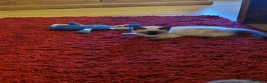 Ragdoll 3