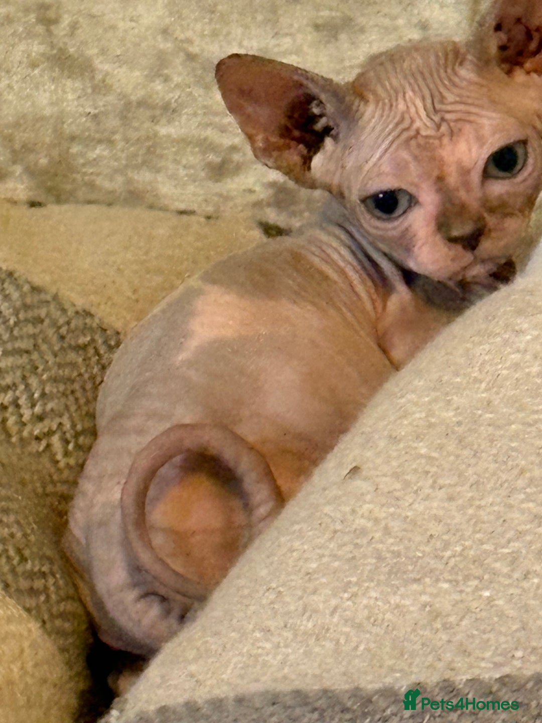 Sphynx cats for sale: Beautiful Sphynx kittens  - Image 3
