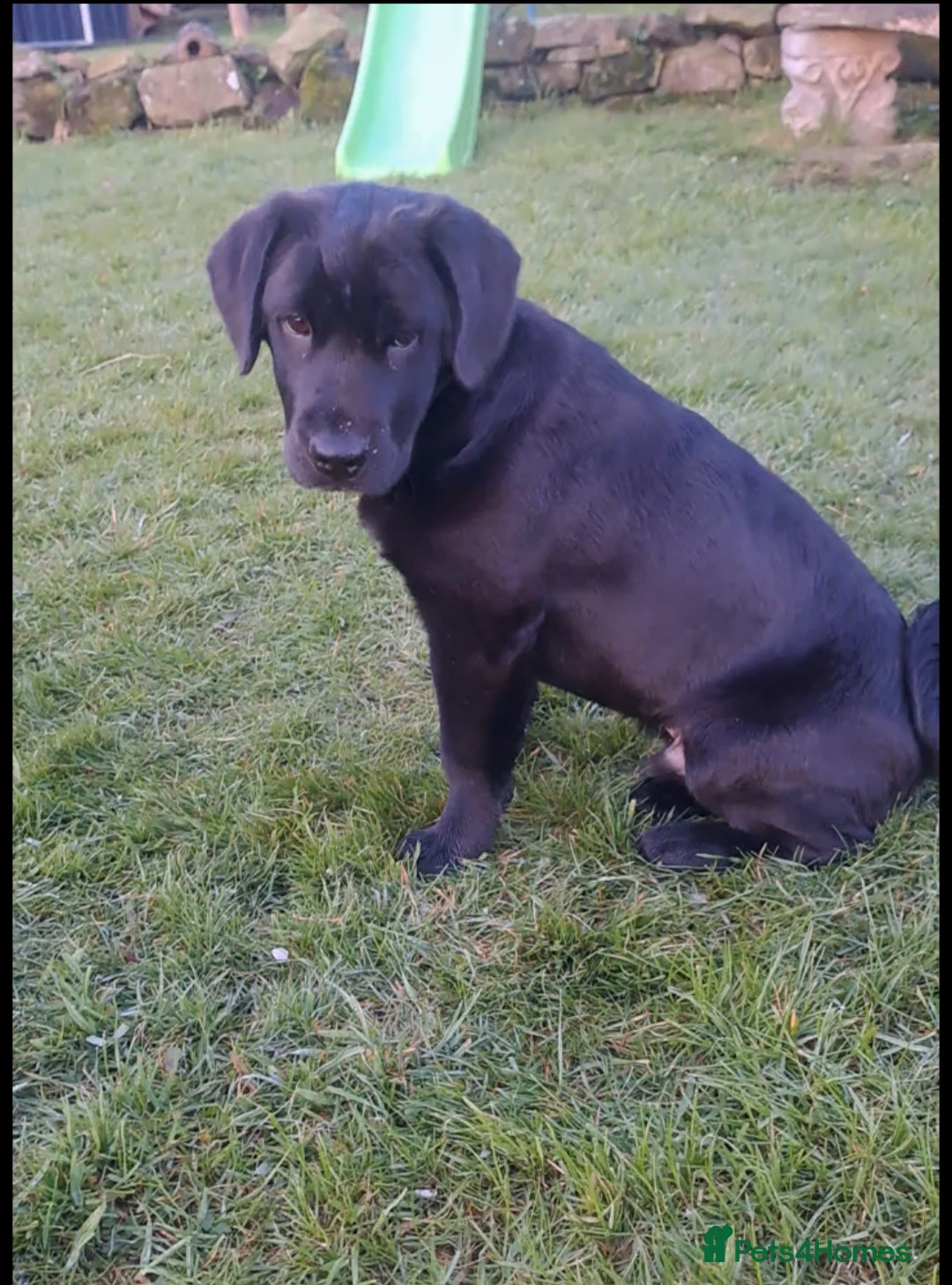 Mixed Breed dogs for sale: Cocker Spaniel x Chow Chow - 6months old. - Advert 1