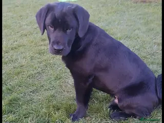 Mixed Breed dogs Cocker Spaniel x Chow Chow - 6months old. - Advert 11