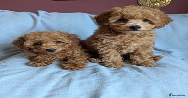 Toy Poodle dogs - Advert 13
