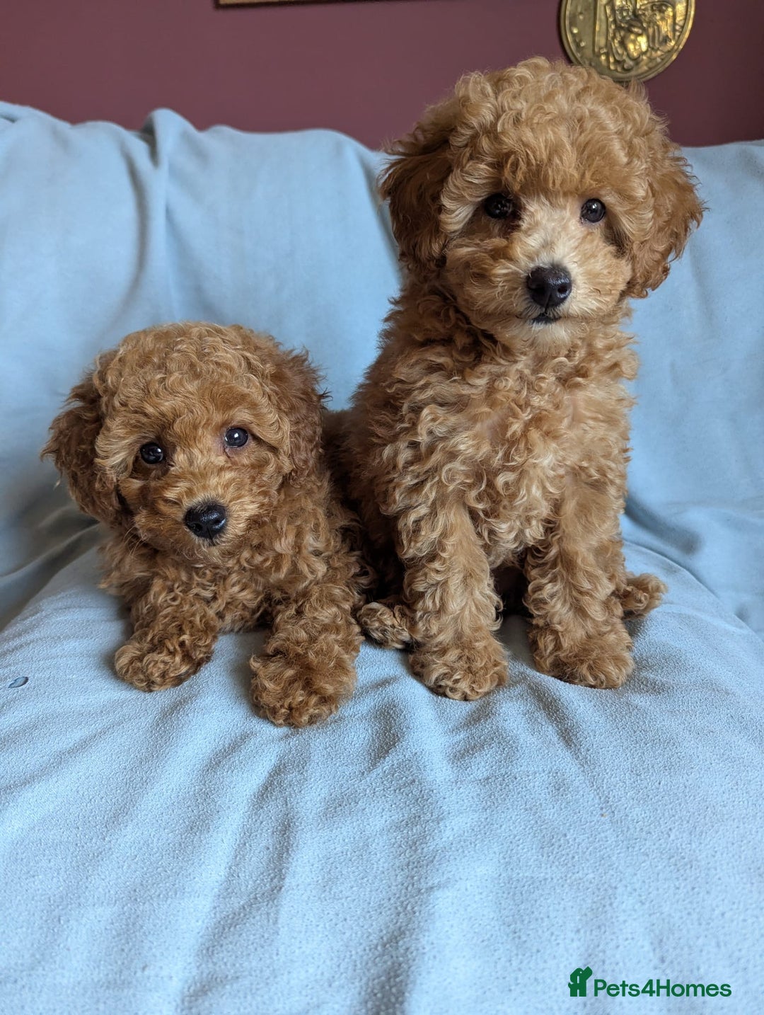 Toy Poodle dogs for sale: Tiny Red Toy Poodles Available now - Image 5