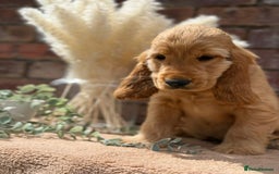 Cocker Spaniel dogs for sale: Show cocker spaniel in Bradford - Image 20
