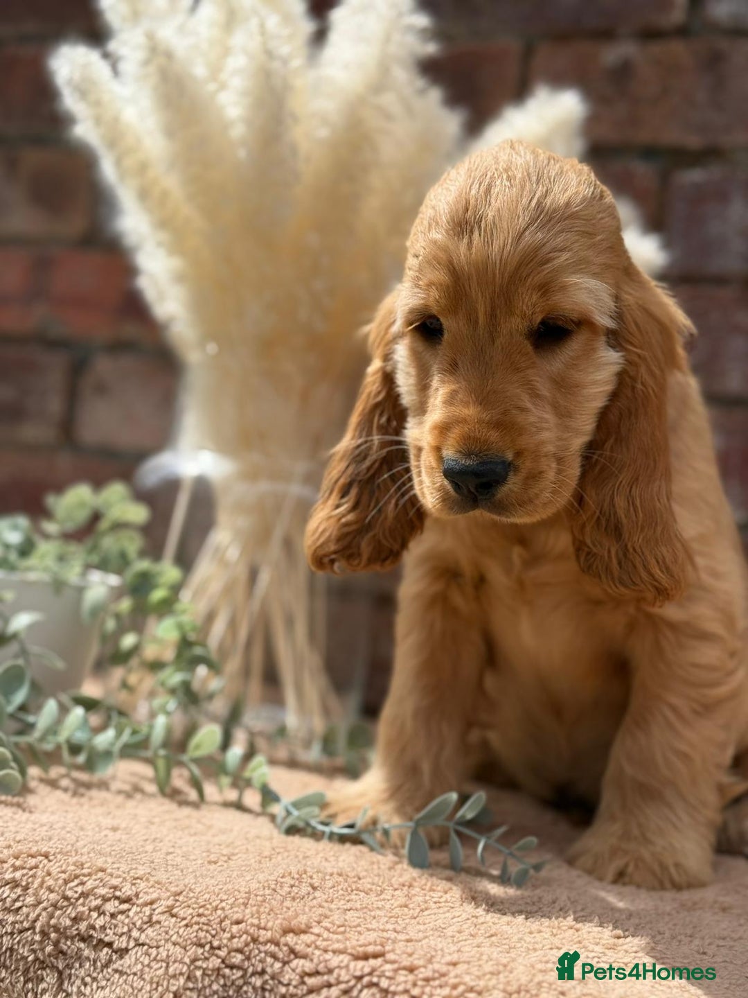 Cocker Spaniel dogs for sale: Show cocker spaniel in Bradford - Image 20