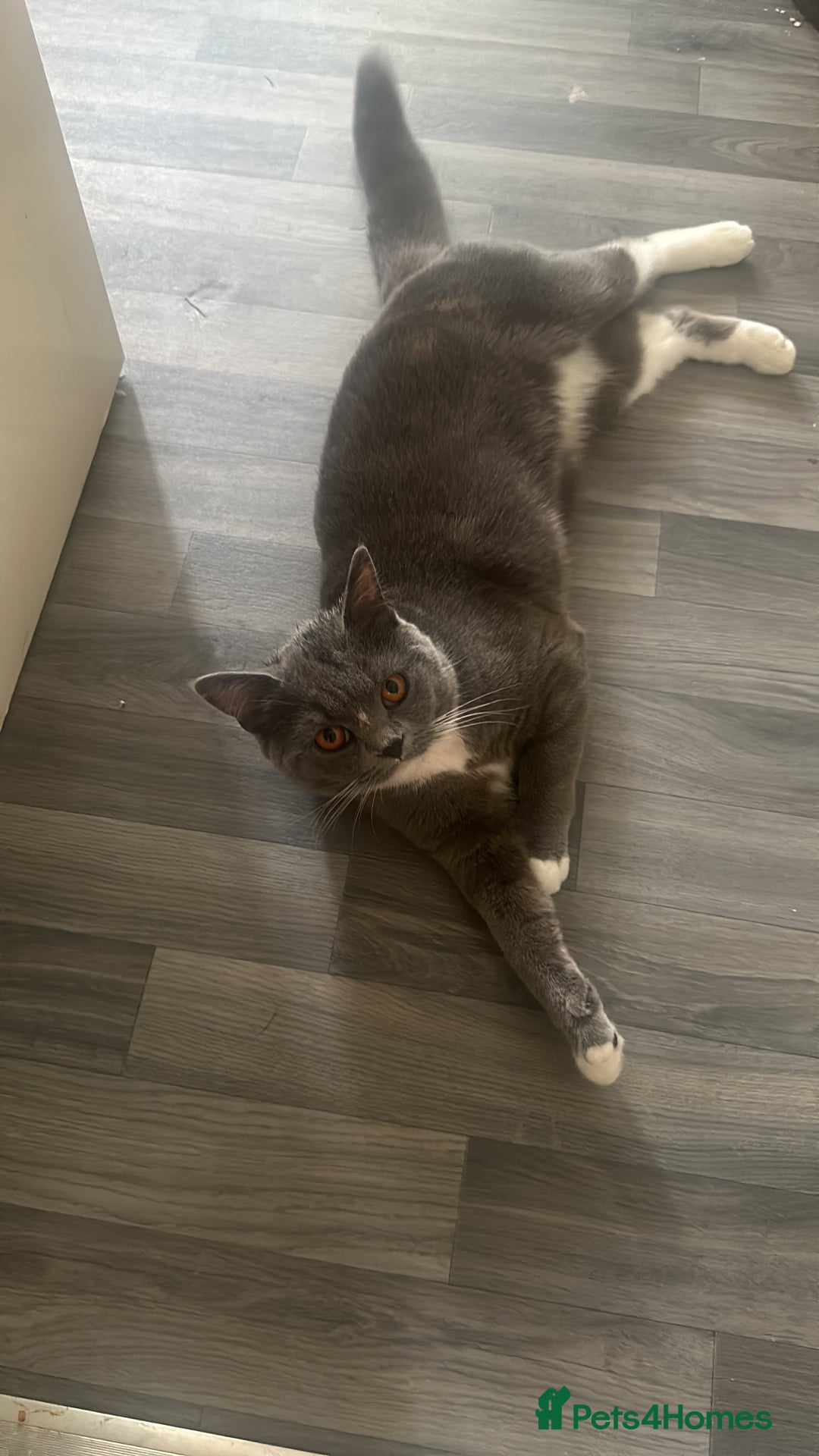 British Shorthair cats for sale: 1 year old Phoebe  - Image 3