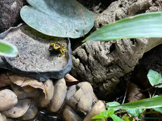 Frog reptiles 3 bumblebee dart frogs - Advert 5