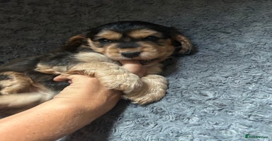 Cocker Spaniel dogs - Advert 6