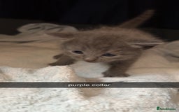 Domestic Shorthair cats for sale: Two Beautiful grey girls  - Image 8