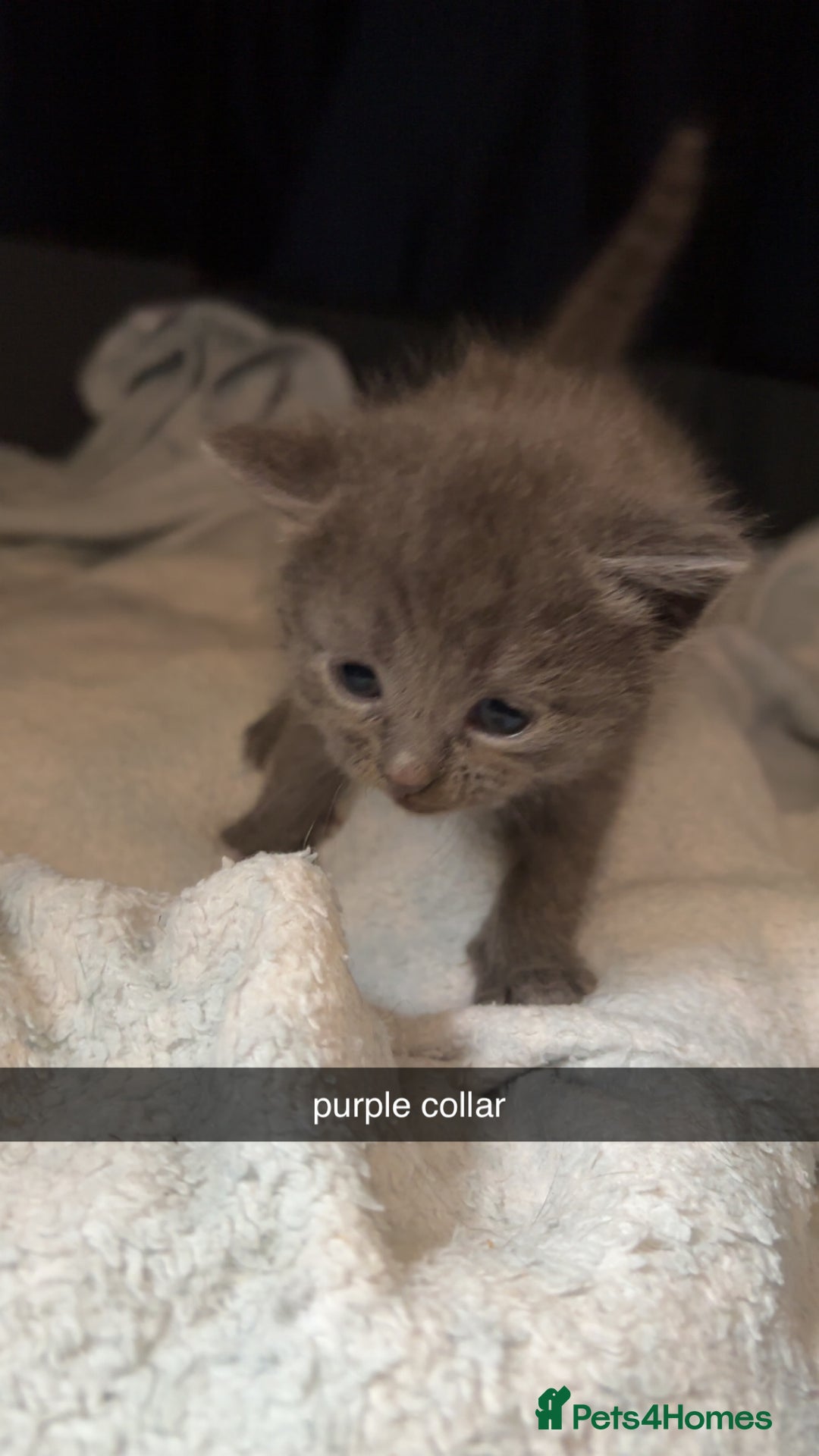 Domestic Shorthair cats for sale: Two Beautiful grey girls  - Image 8