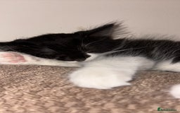 British Longhair cats for sale: Little boy  - Image 2