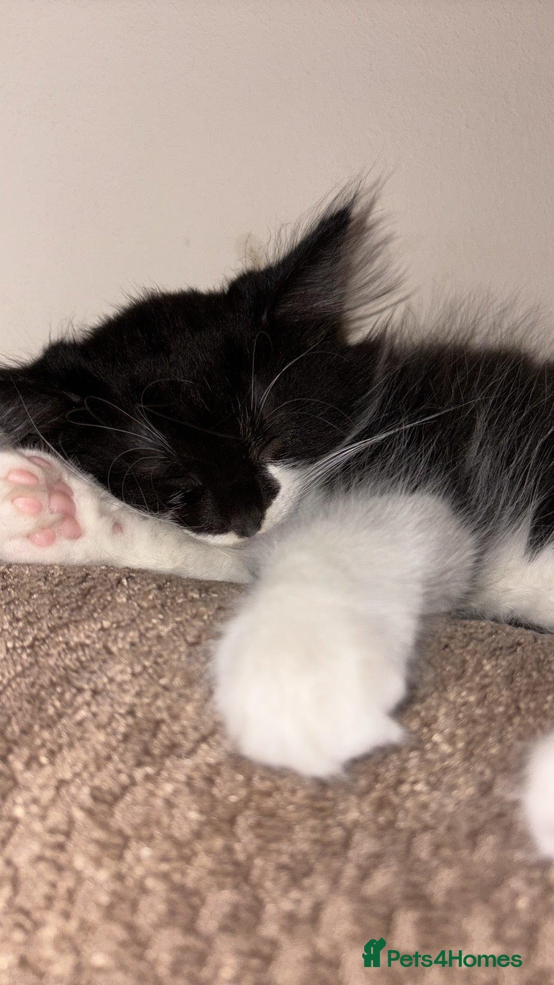 British Longhair cats for sale: Little boy  - Image 2