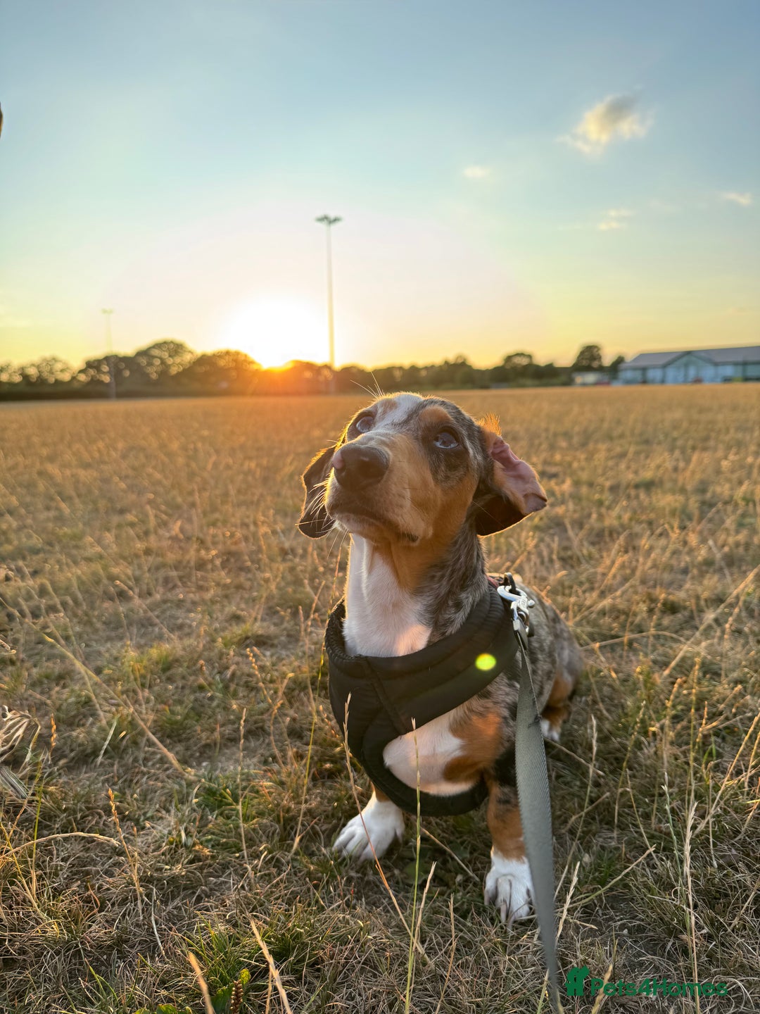 Miniature Dachshund dogs for stud: Miniature dachshund for stud  - Advert 5