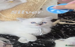 Ragdoll cats for sale: Pure Ragdoll Kittens (Mitted) - Image 14
