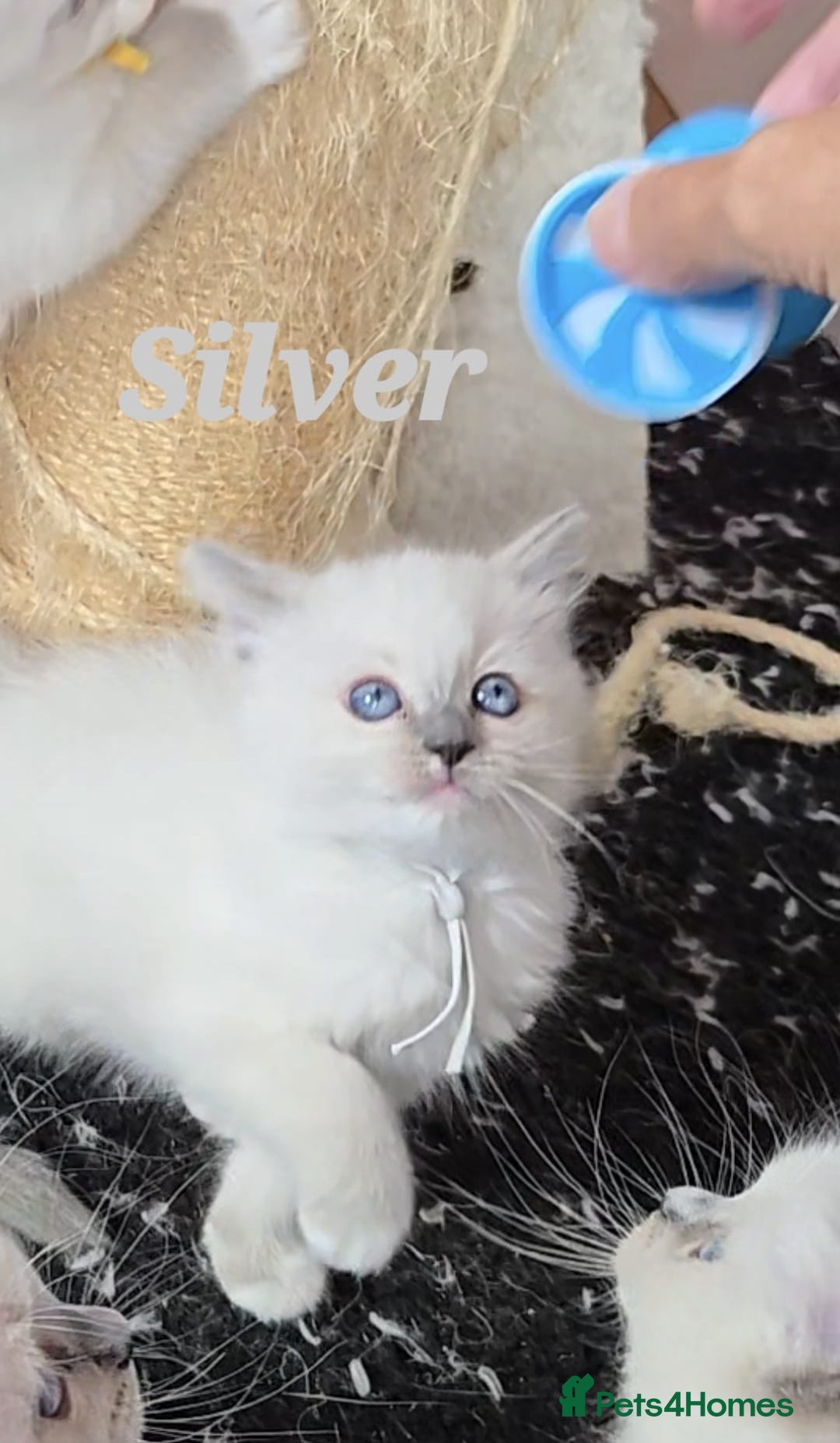 Ragdoll cats for sale: Pure Ragdoll Kittens (Mitted) - Image 14