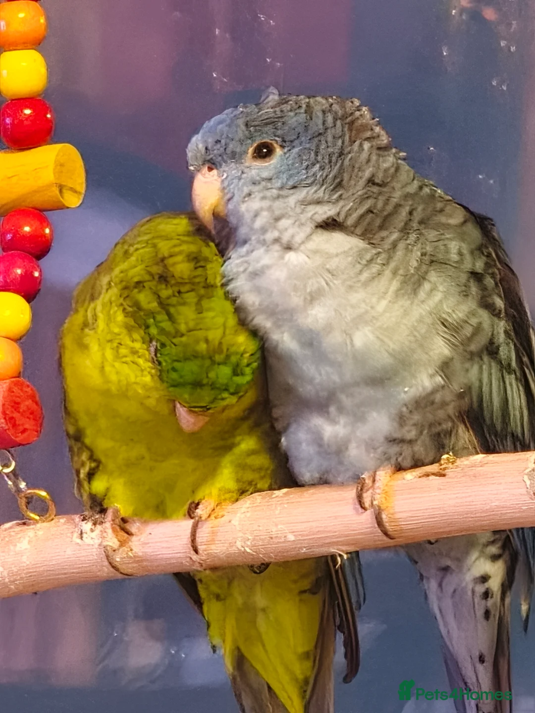 Parakeets birds for sale: Pair of male linoated parakeets  - Advert 3