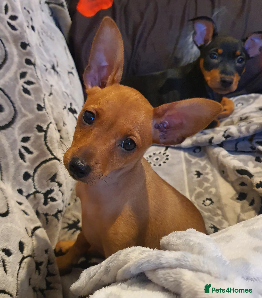 Miniature Pinscher dogs for sale: Miniature Pinscher puppies, KC registered - Advert 18