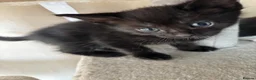 Mixed Breed cats for sale: Adorable cute kittens - Advert 7