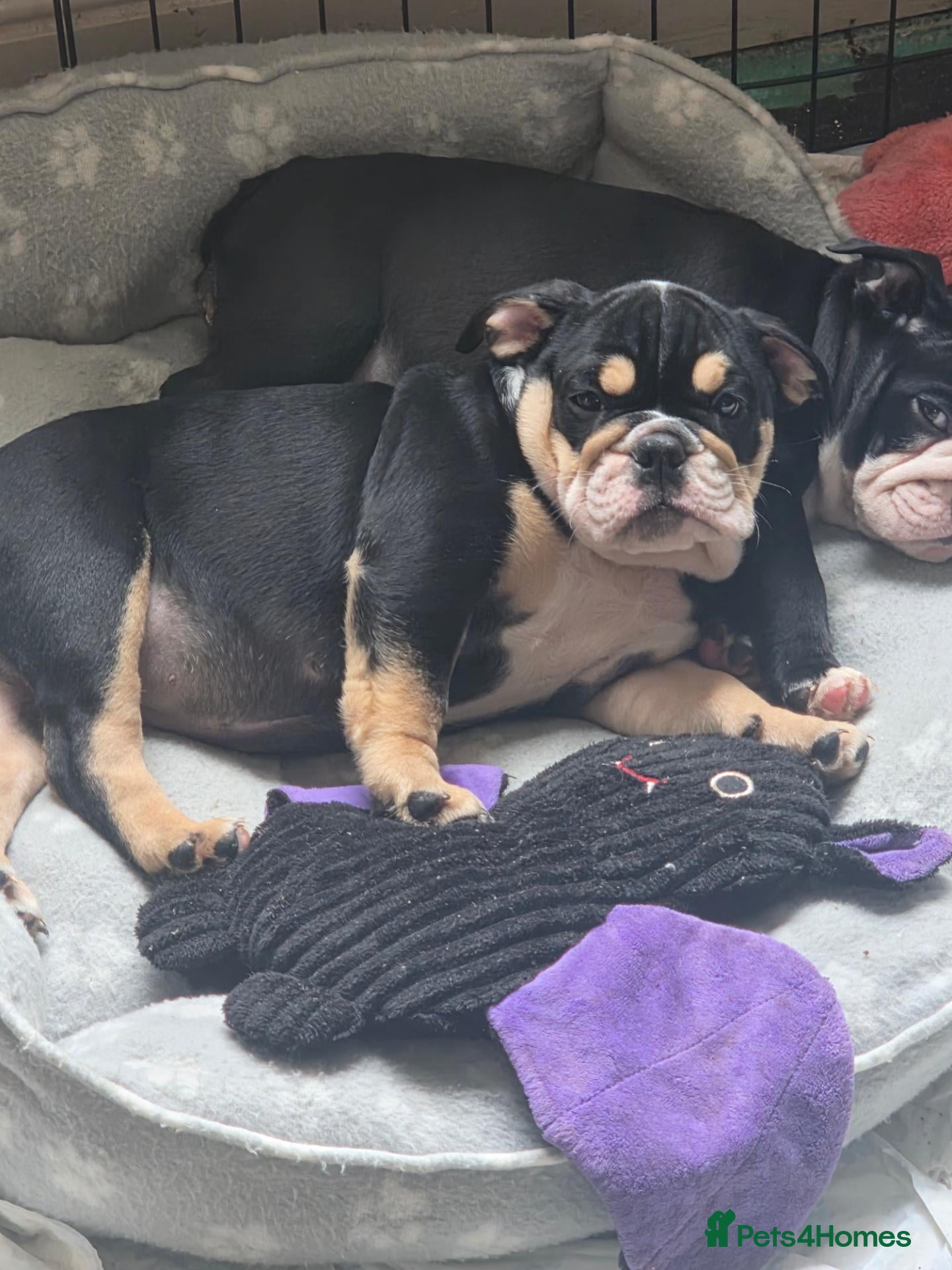 English Bulldog dogs Last 2 stunning dwkc bulldogs  - Advert 12