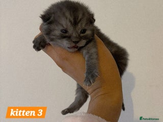 Scottish Fold cats Stunning Smoky Grey Scottish straight kittens - Advert 11