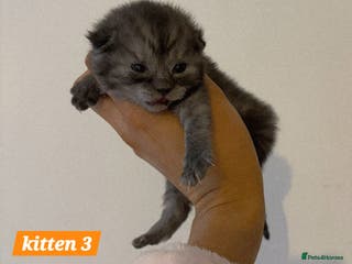 Scottish Fold cats Stunning Smoky Grey Scottish straight kittens - Advert 7