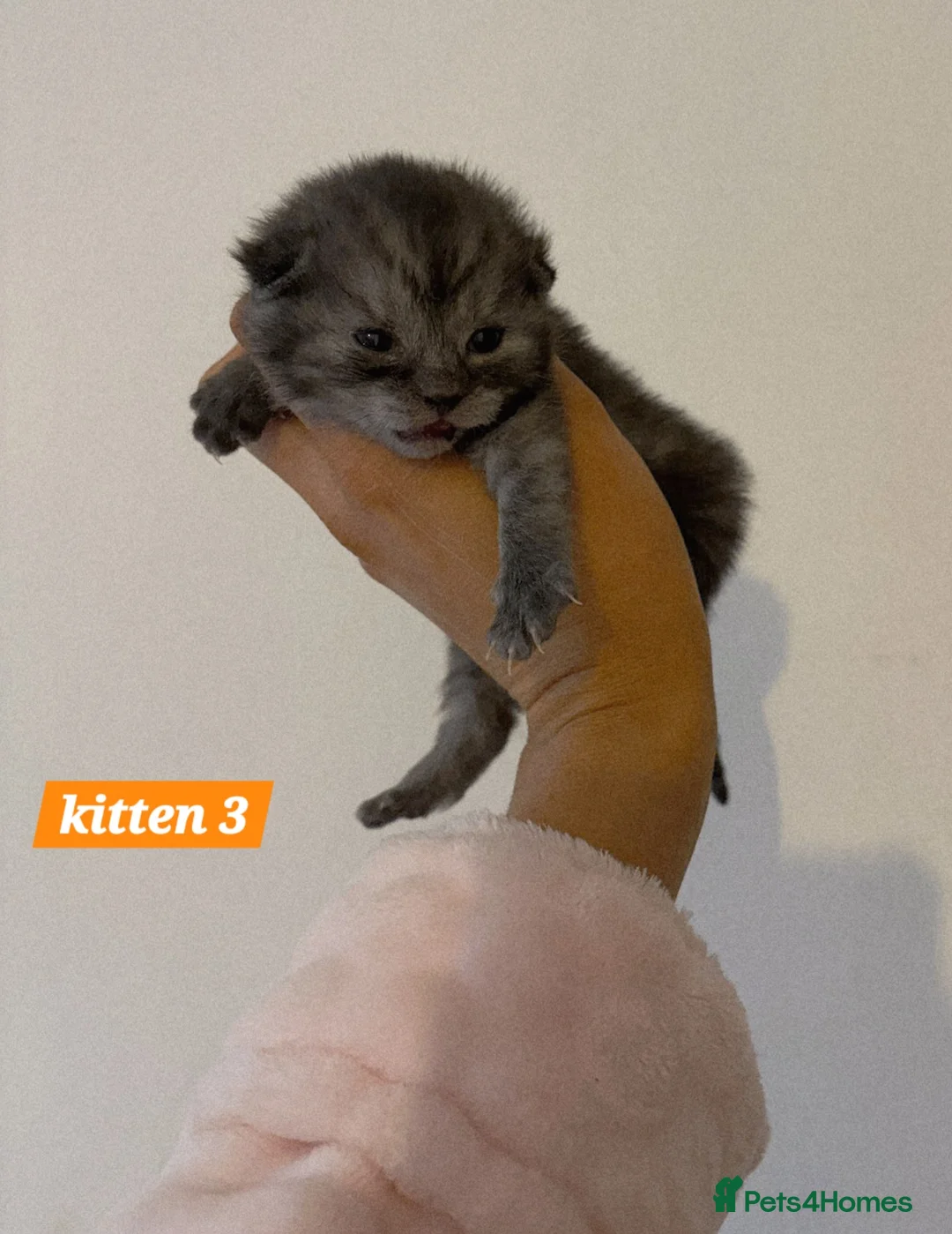 Scottish Fold cats for sale: Stunning Smoky Grey Scottish straight kittens - Advert 1