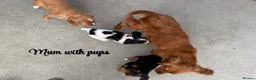 Cavalier King Charles Spaniel dogs for sale: Cavalier King Charles puppies  - Advert 19