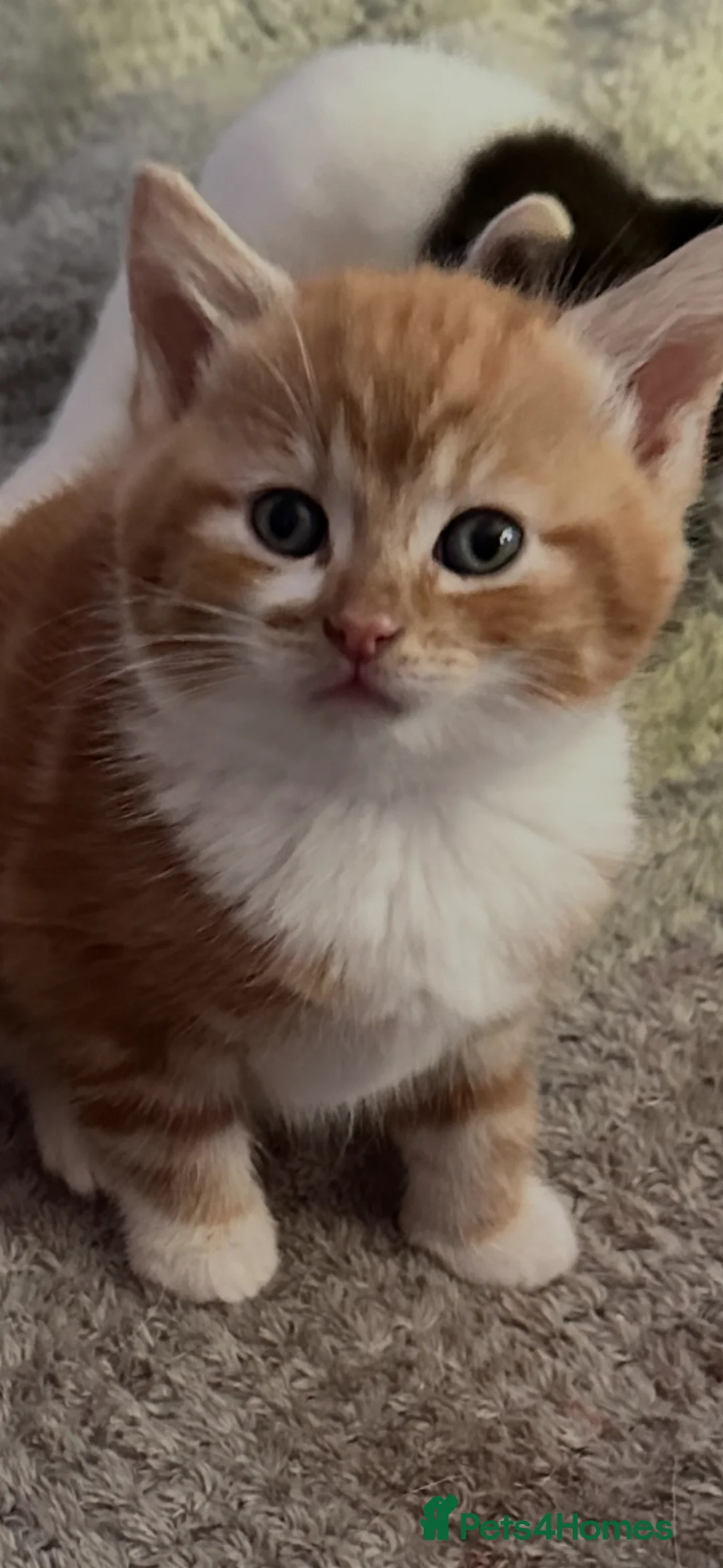 Mixed Breed cats for sale: Beautiful ginger male - Advert 6