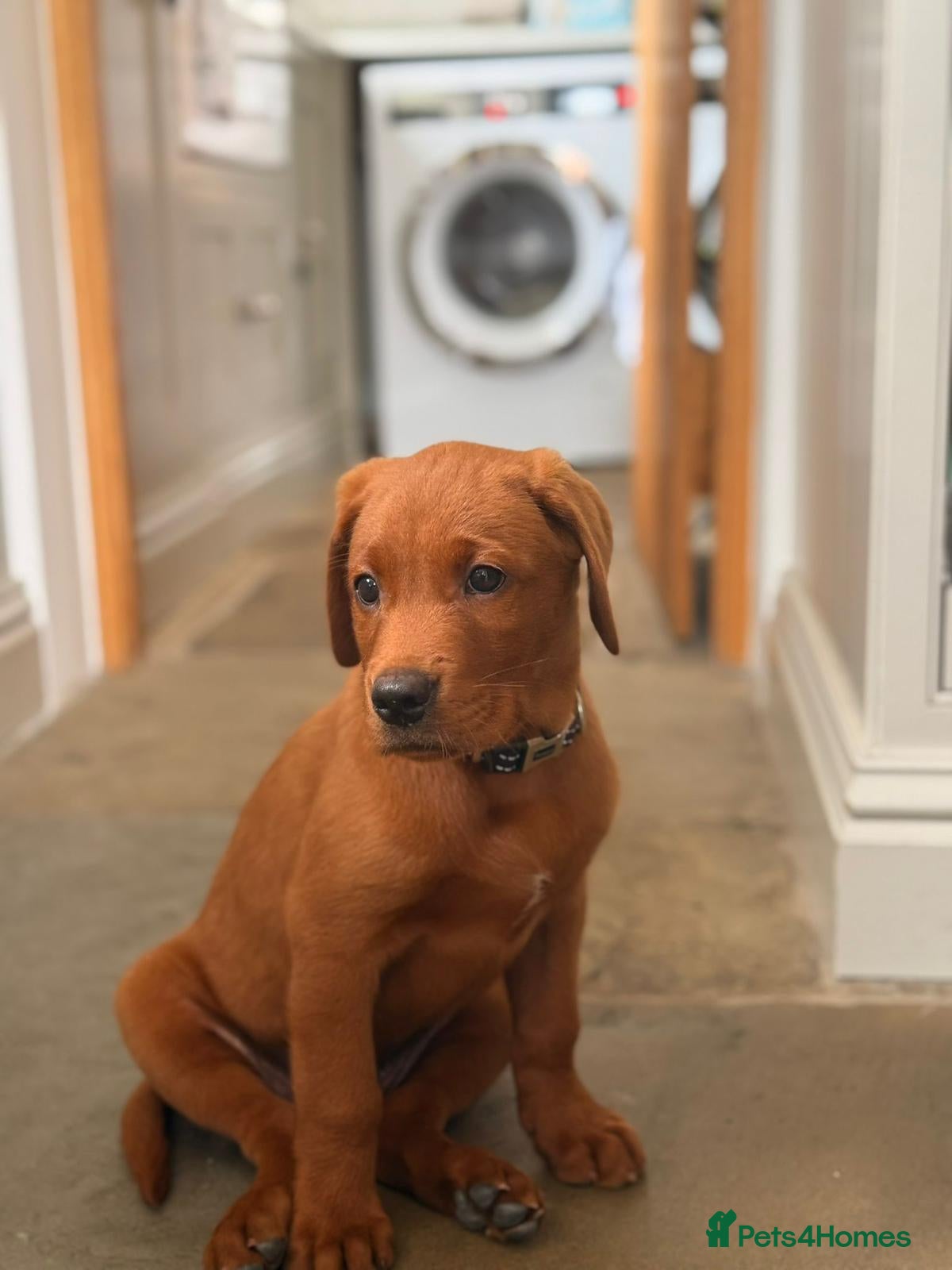 Labrador Retriever dogs ❤️ READY NOW dark red working Labrador pups ❤️ - Advert 1
