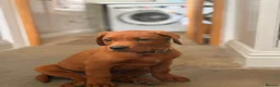 Labrador Retriever dogs for sale: ❤️ READY NOW dark red working Labrador pups ❤️ - Advert 2