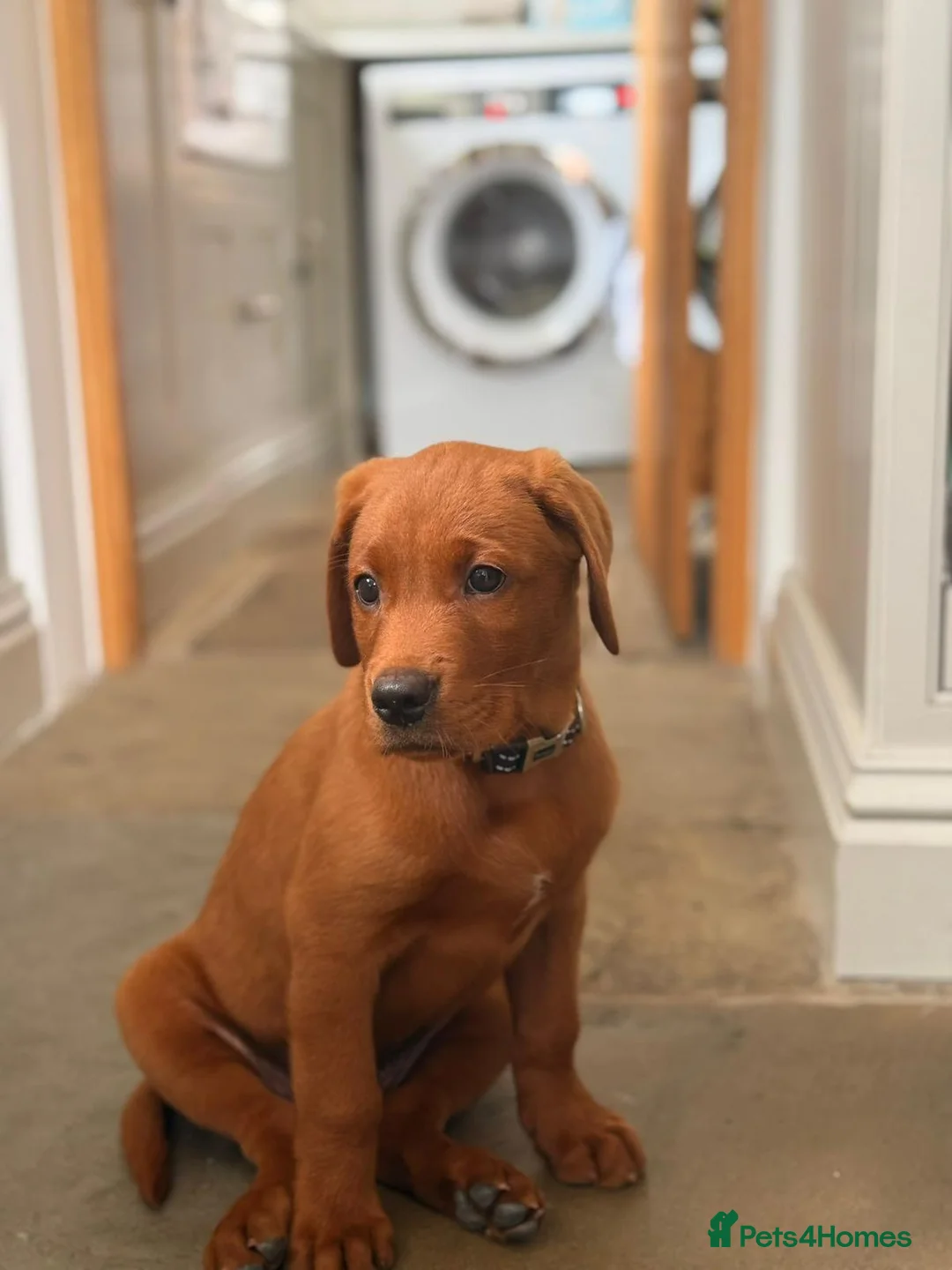 Labrador Retriever dogs for sale: ❤️ READY NOW dark red working Labrador pups ❤️ - Advert 2