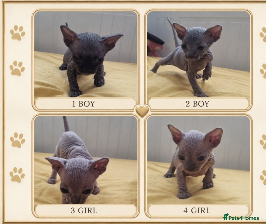 Sphynx cats Beautiful Newborn Sphynx Kittens4 kittens - Advert 8
