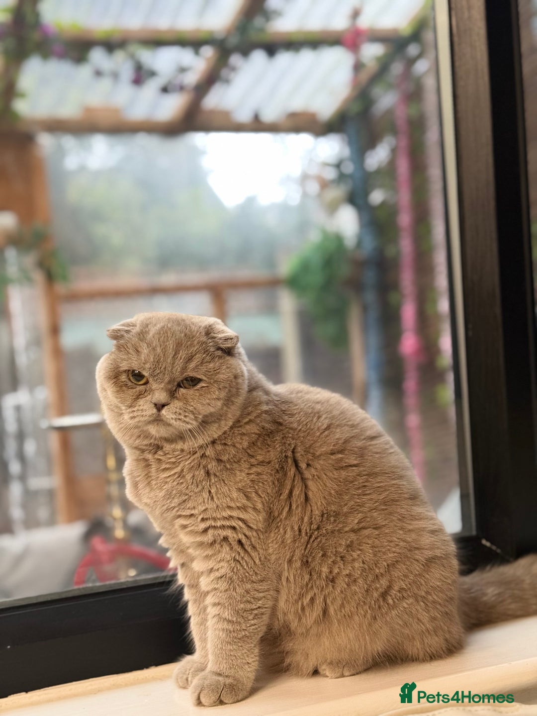 British Shorthair cats for sale: FEMALE BRITISH SHORT HAIR WITH SMALL EARS - Advert 4