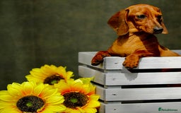 Miniature Dachshund dogs for adoption: Daisy: The Little Dog They Tried to Forget - Image 6