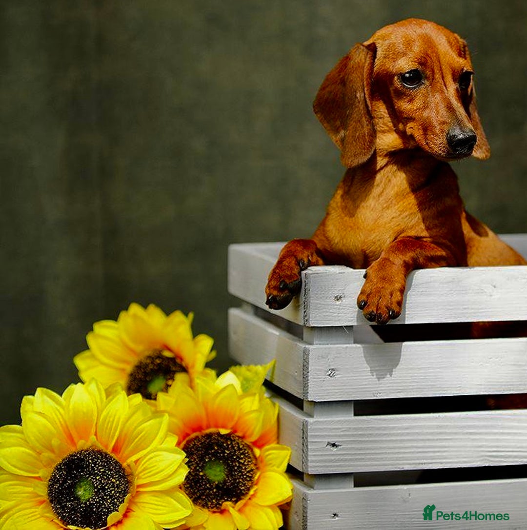 Miniature Dachshund dogs for adoption: Daisy: The Little Dog They Tried to Forget - Image 6