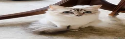 Ragdoll cats for sale:  Beautiful Tica Active Registered Ragdoll Girls  - Advert 4